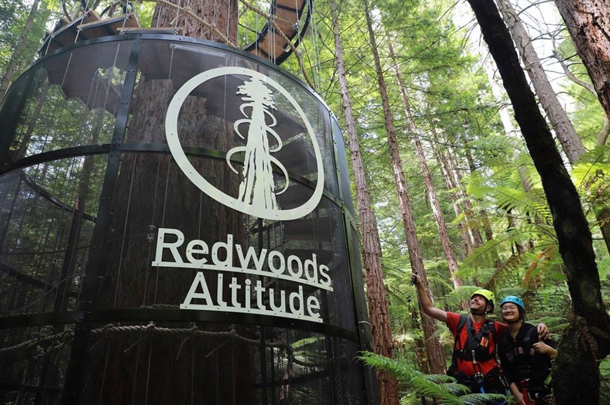 redwoods_alt_mesh.jpg