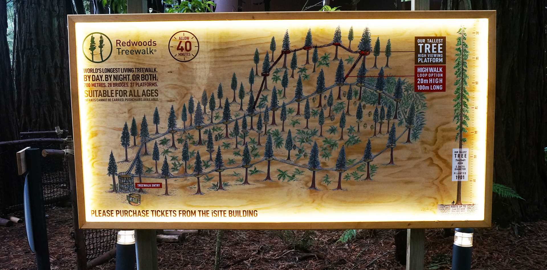 redwoods printed plywood.jpg